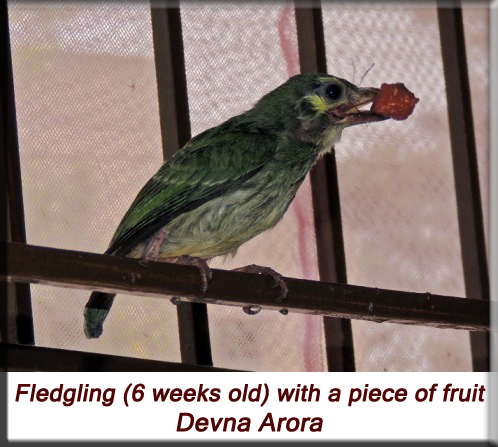 Devna Arora - Fledgling (6 weeks old) with a piece of fruit